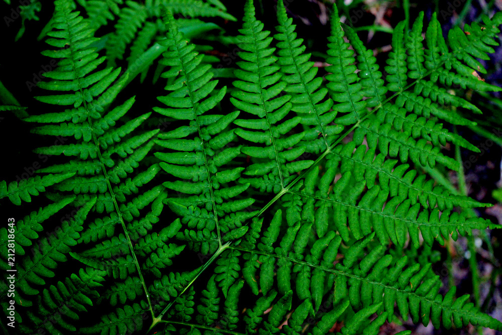 Bright summer green background, forest fern branch close-upn