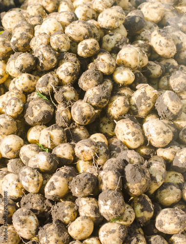 a bunch of fresh young yellow potatoes on the field close-up, agriculture, farming, seasonal work, vegetables, environmentally friendly product, good harvest. selective focus
