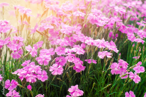 beautiful spring flowers Rose Maiden Pinks growing in the garden on a sunny day  background for design  natural wallpaper