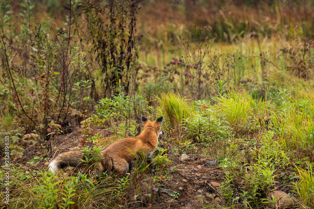 Red Fox (Vulpes vulpes) Looks Into Weeds