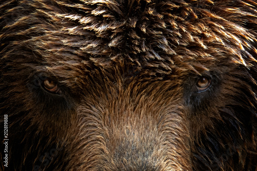 Kamchatka Brown bear (Ursus arctos beringianus), close-up detail portrait. Brown fur coat, danger and aggresive animal. Fixed look, animal muzzle with eyes. Big mammal from Russia.