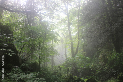 濃い霧のかかった森の中(山口県)