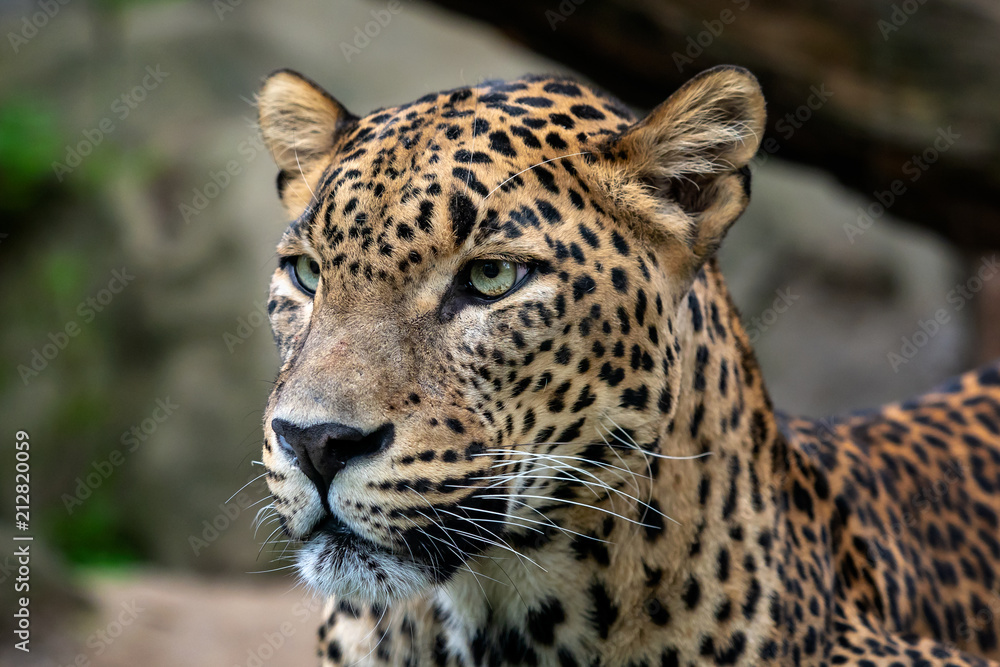 Fototapeta premium Lampart cejloński, Panthera pardus kotiya, kot wielkolistny