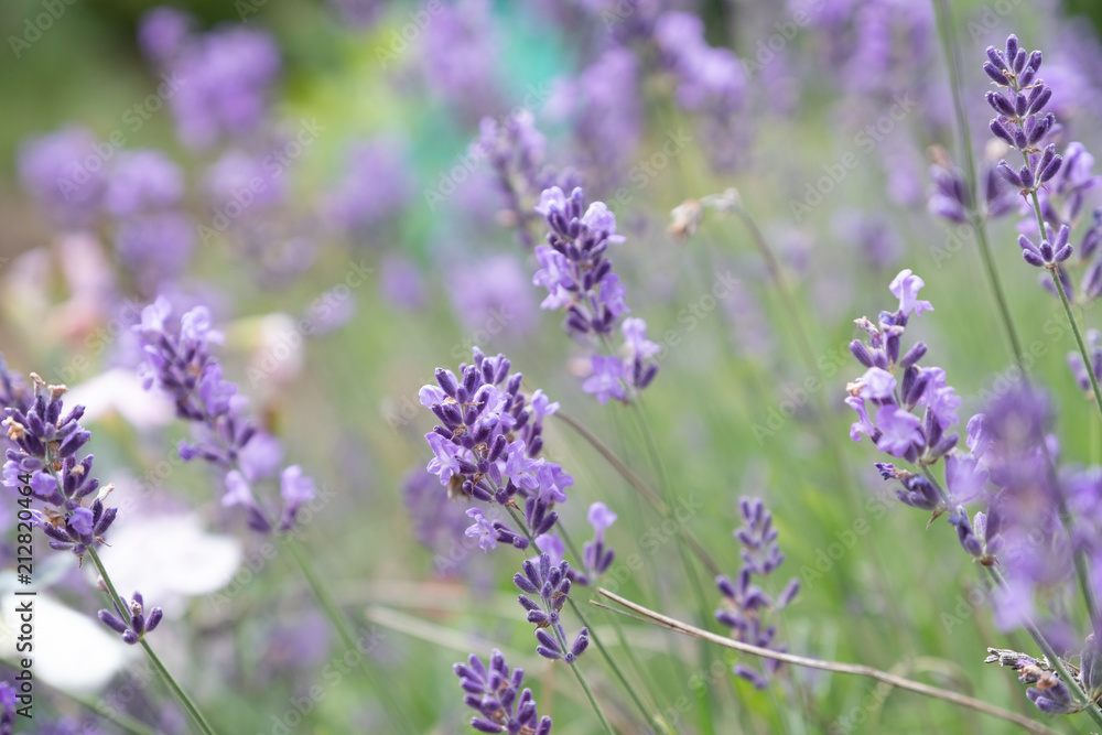 Obraz premium Lavender flowers at sunlight