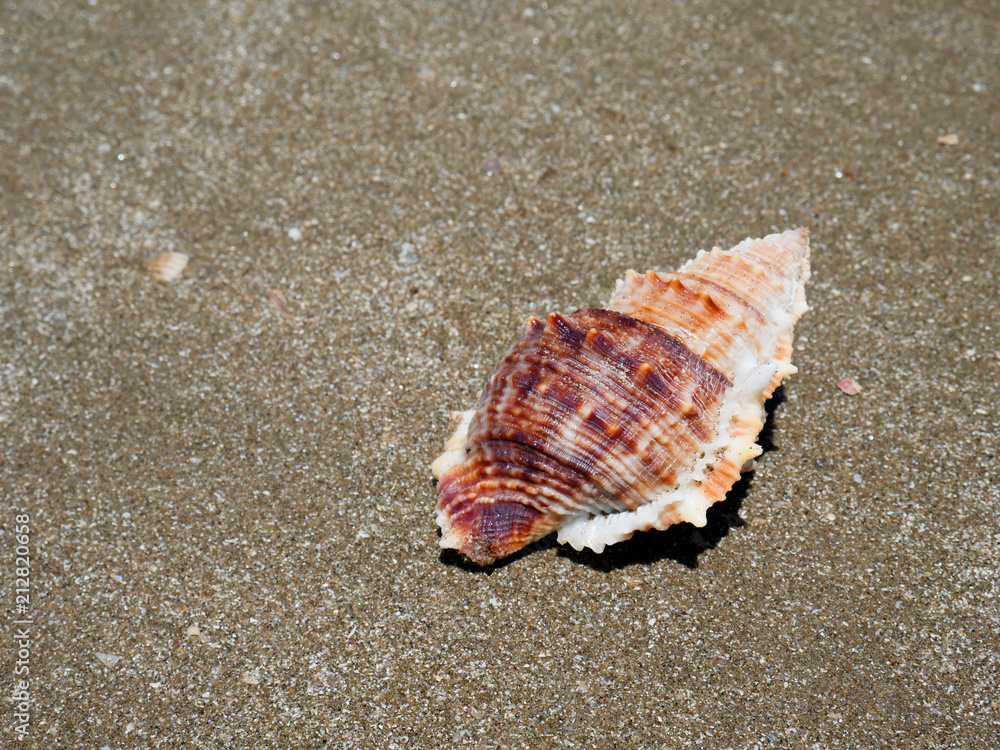 Shells on the sand on the beach. Shells on the sand on the beach.