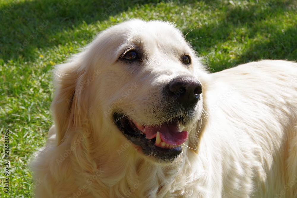 golden retriver golden retriver
