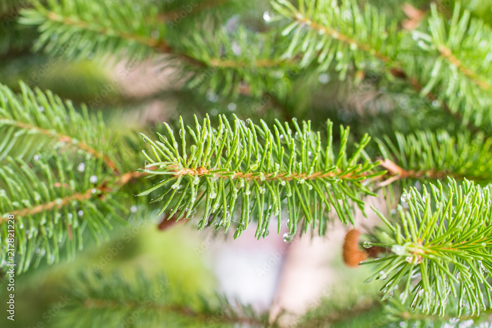 Pine branch on pine tree. Pine tree in pine forest. Wild nature. Greenery. Park. Outdoor photo.