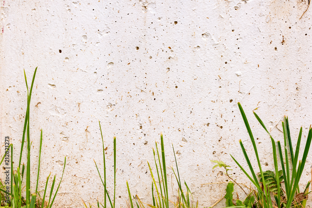 Obraz premium White wall with green grass. Place for text, on a sunny day