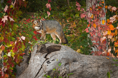Grey Fox (Urocyon cinereoargenteus) Turns on Log