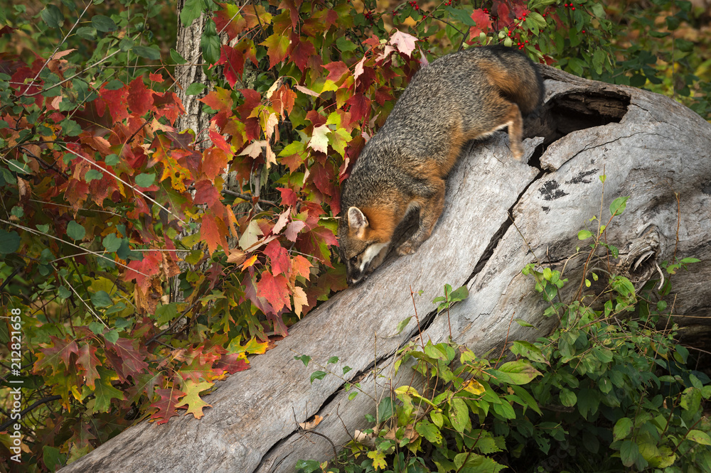 Obraz premium Grey Fox (Urocyon cinereoargenteus) Creeps Down Log