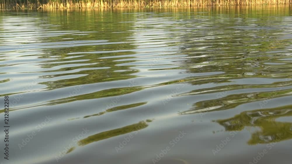 Waves On The Surface Of The Pond Waves On The Surface Of The Pond