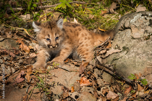 Female Cougar Kitten (Puma concolor) Tries to Look Bigger © geoffkuchera