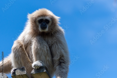 Wallpaper Mural Gibbone Torontodigital.ca