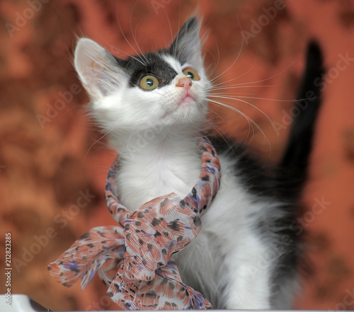 black and white kitten with bow photo