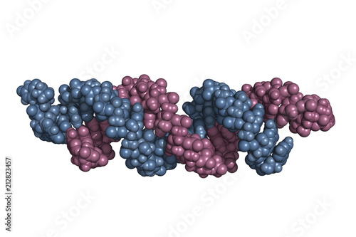 small interfering RNA bound to a messenger RNA, space-filling model. siRNAs are synthetic RNA interference tools used for inducing temporary reduction of mRNA expression.