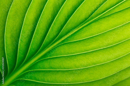  green leaf as background