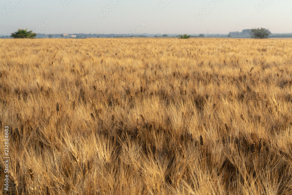Sunrise over ripe golden barley fields ready for harvest, South of Italy