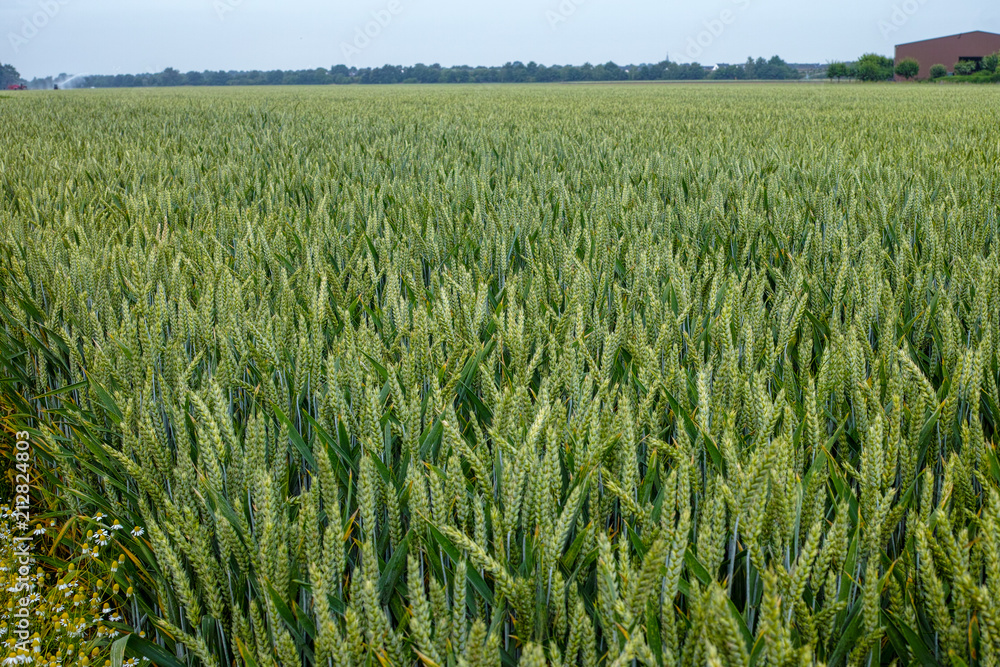 Bio farming, unripe green wheat plants growing on field Bio farming, unripe green wheat plants growing on field