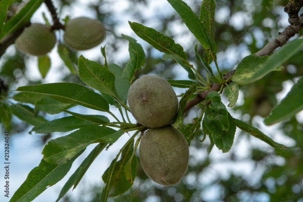 Green young almonds nuts growing on almond tree Green young almonds nuts growing on almond tree