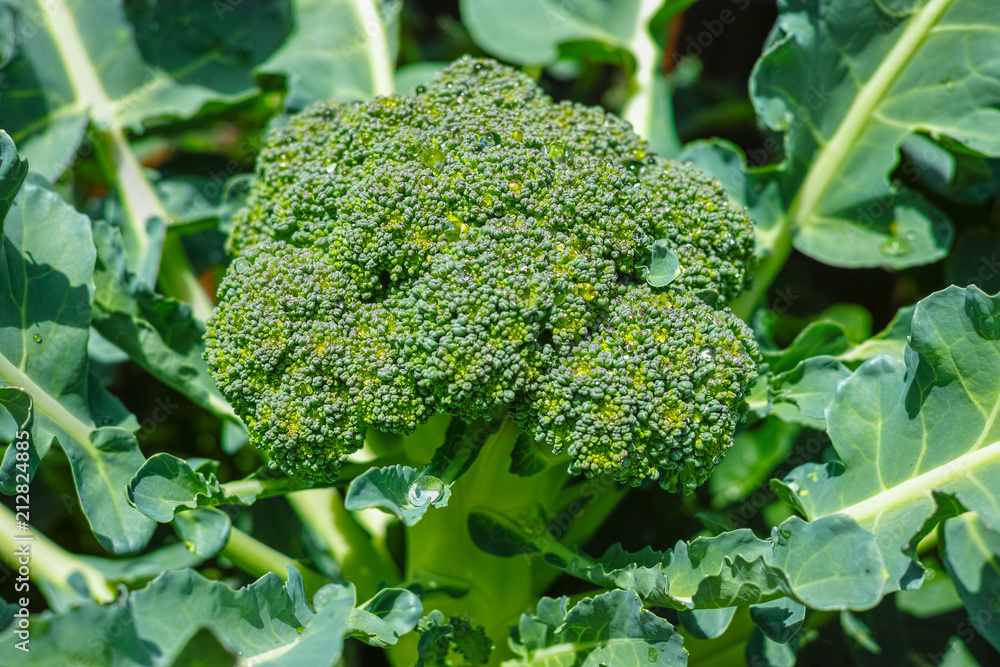 Ripe fresh organic vegetarian cabbage green bio close of food Stock | healthy Stock farming, harvest, Photo for head broccoli up, Adobe ready