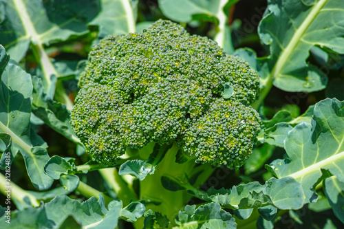 Ripe fresh head of green organic broccoli cabbage ready for harvest, close up, bio farming, healthy vegetarian food