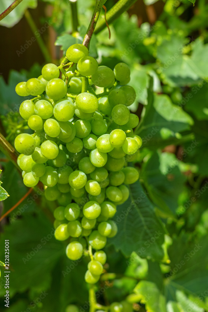 Riesling white wine grapes plant in vineyard with growing unripe grapes close up