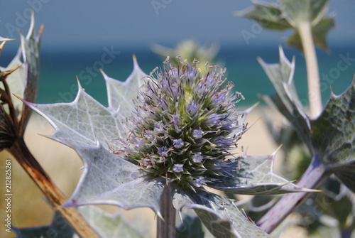 Planta de espinhos com pequenas flores nas pontas que cresce na areia da praia junto ao mar photo