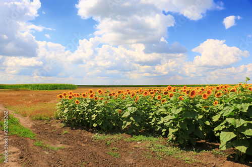 Beautiful sunflowers against blue sky