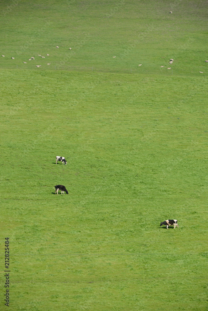 Cows grazing Cows grazing
