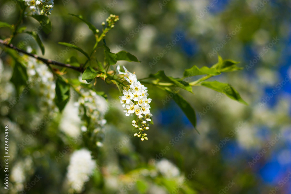 small branch of blossoming bird-cherry tree with fresh spring green leaves small branch of blossoming bird-cherry tree with fresh spring green leaves