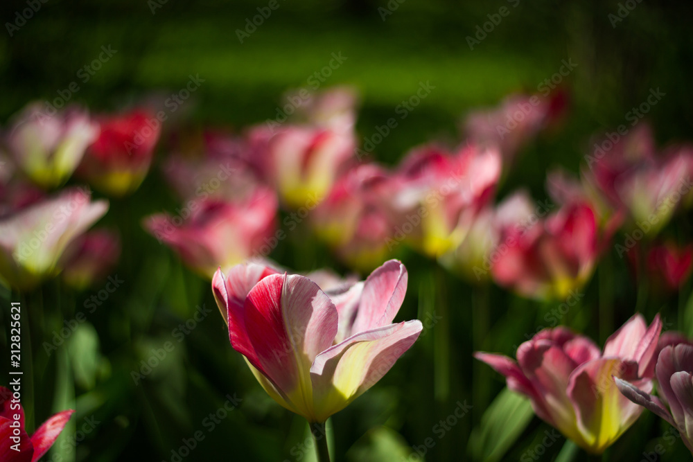 Field of tulips