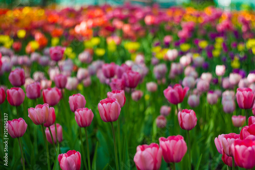 Field of tulips