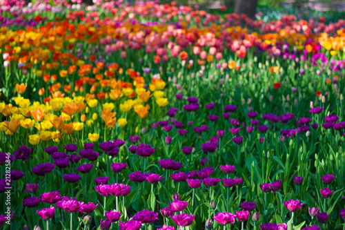 Field of tulips