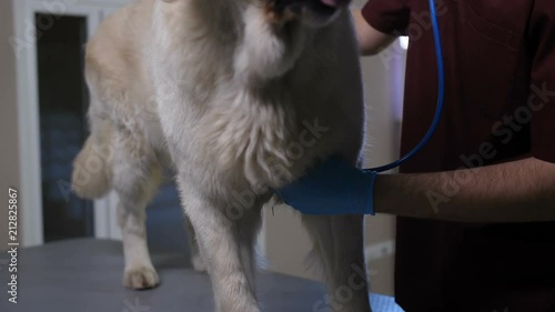 Close-up vet doctor in examination gloves listening to labrador dog's heartbeat with stethoscope in hand at pet care clinic. Cadiology checkup during annual visit to animal hospital photo