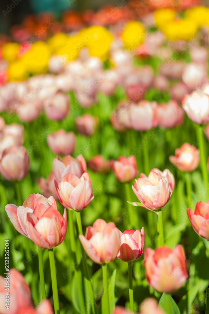 Fototapeta premium Field of tulips