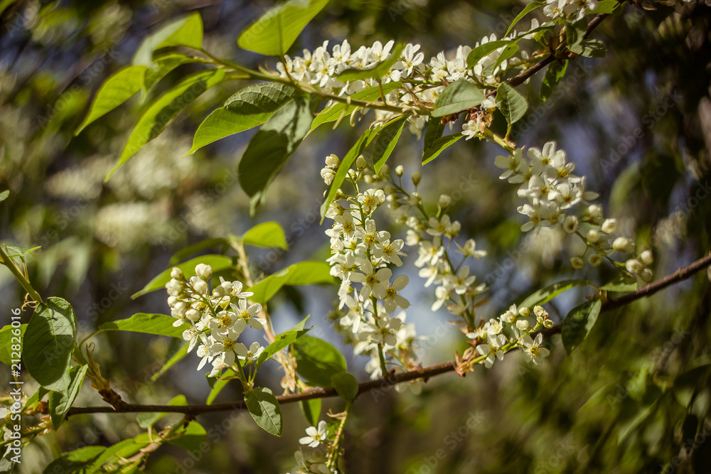 small branch of blossoming bird-cherry tree with fresh spring green leaves small branch of blossoming bird-cherry tree with fresh spring green leaves