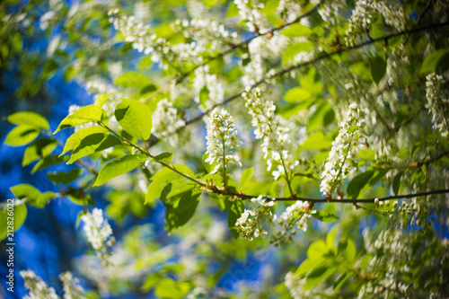 small branch of blossoming bird-cherry tree with fresh spring green leaves