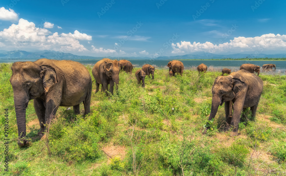 Fototapeta premium A group of elephants.