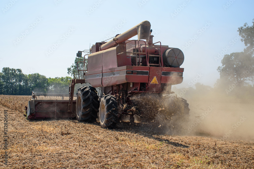 Fototapeta premium A harvester cutting and gathering dried, ripened soybeans in a field on a family farm