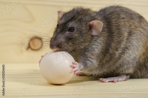 Rat and chicken egg.