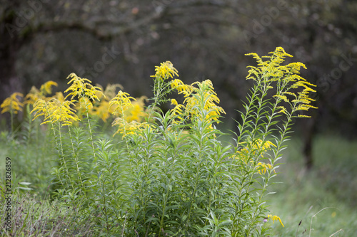 Goldrute Solidago virgaurea photo