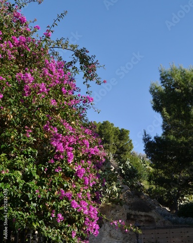 Bougainvillea in Italien