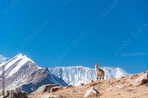 Female Bharal or Himalayan Blue Sheeps (Pseudois Nayaur) from the way to Ice Lake with Tilicho Peak in background, Munchi, Annapurna Circuit Trek, Nepal photo