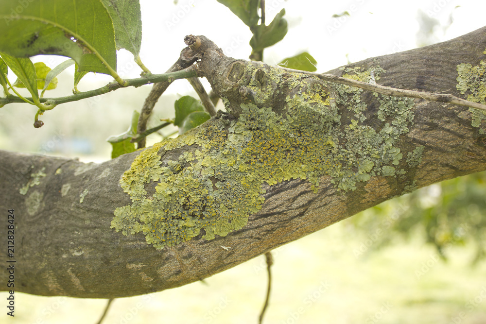 Obraz premium Lichen on a tree surface