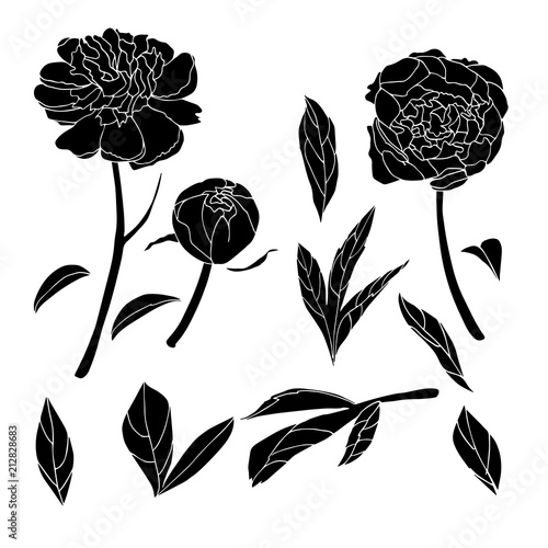 Peony black vector concept 