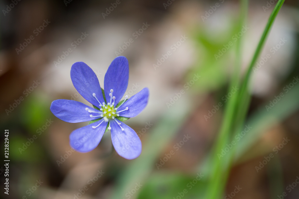 Flower in the Forest Flower in the Forest