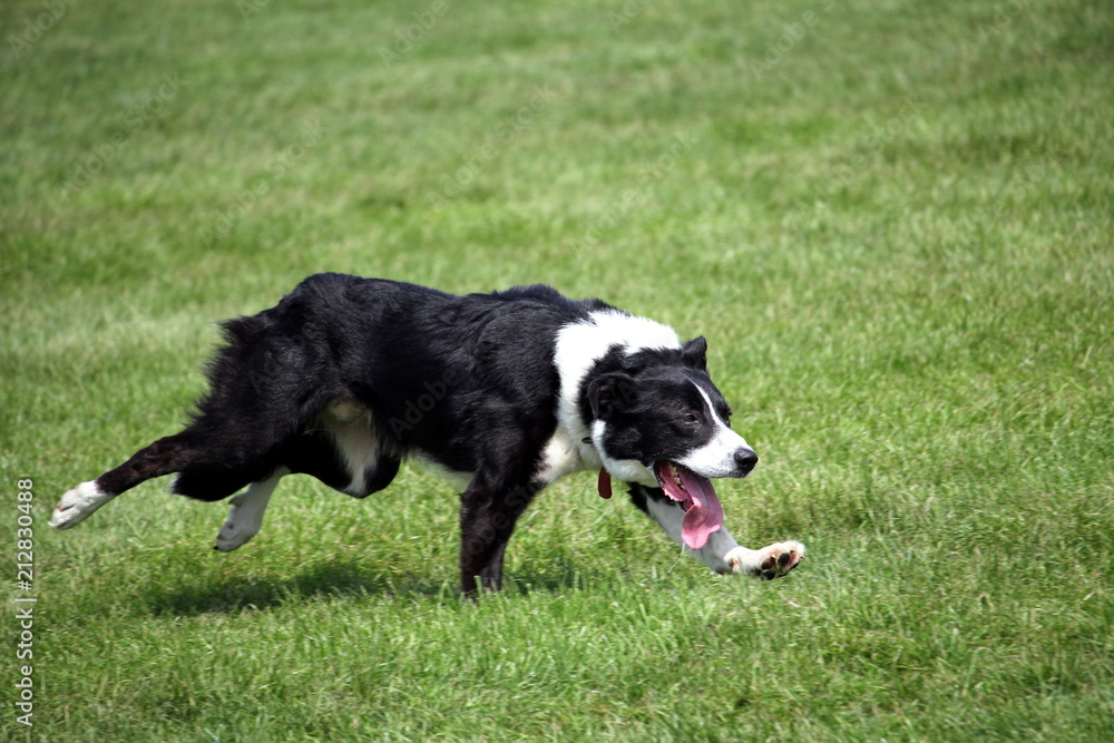 Sheep dog or Border Collie, also known as a Scottish Sheepdog,with distinctive black and white coat, running over grass at speed with its tongue out