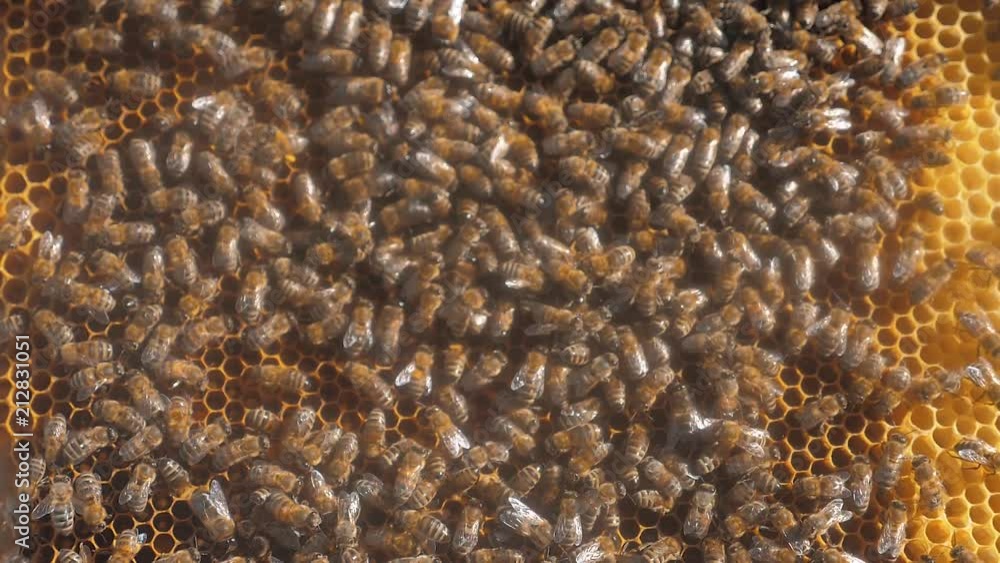 lot of bees honeycomb beekeeping background moving work moving in the hive. beekeeping lifestyle concept honey lot of bees honeycomb beekeeping background moving work moving in the hive. beekeeping lifestyle concept honey