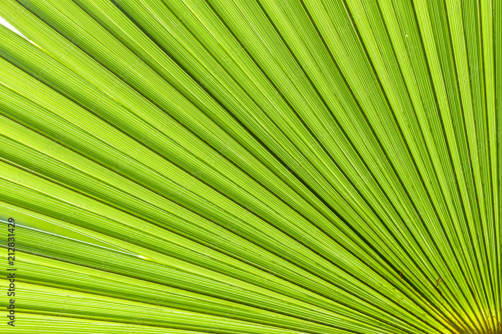 closeup palm tree leaf closeup palm tree leaf