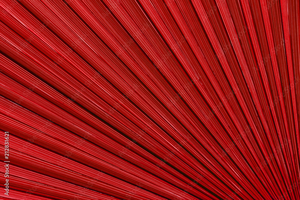 Fototapeta premium red closeup palm tree leaf